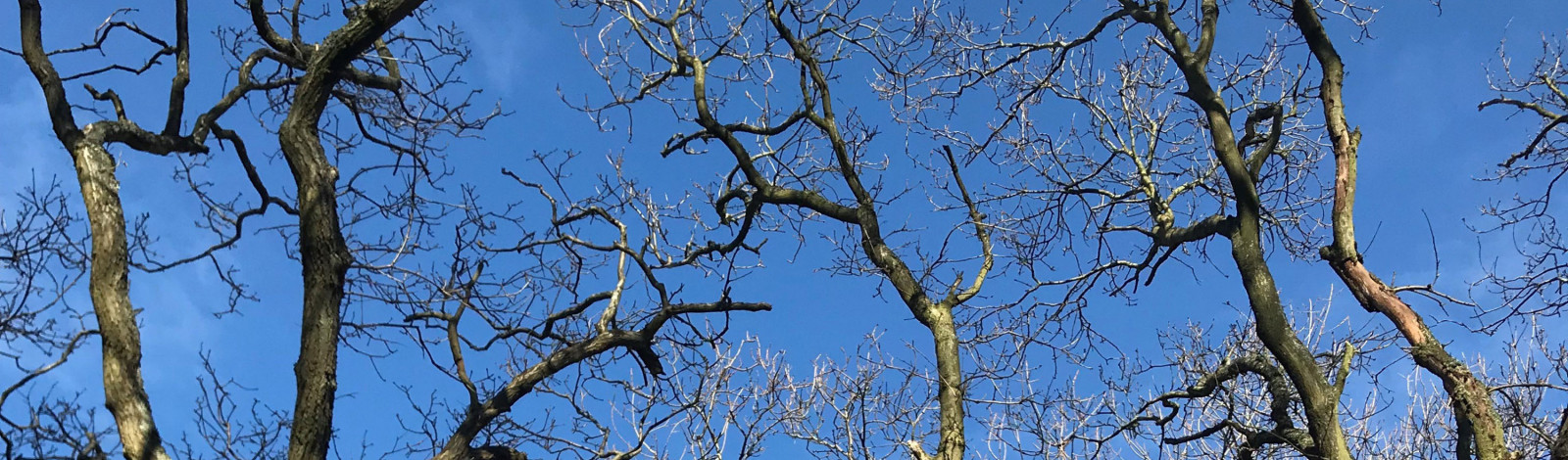 bomen en blauwe lucht